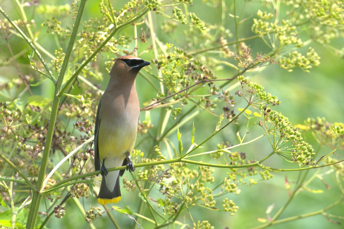 Cedar Waxwing - ML622085307