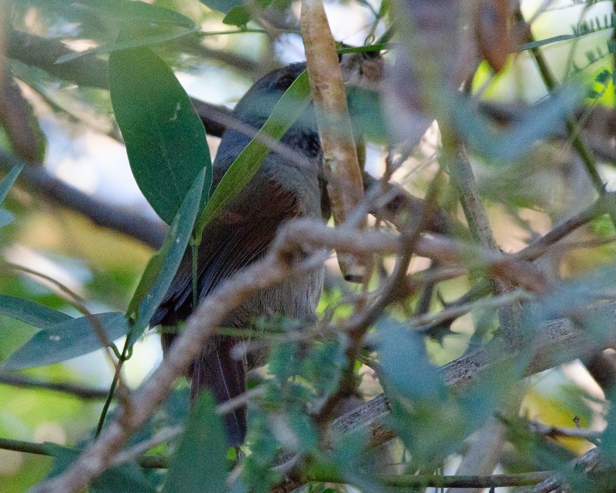 Spix's Spinetail - ML622085308