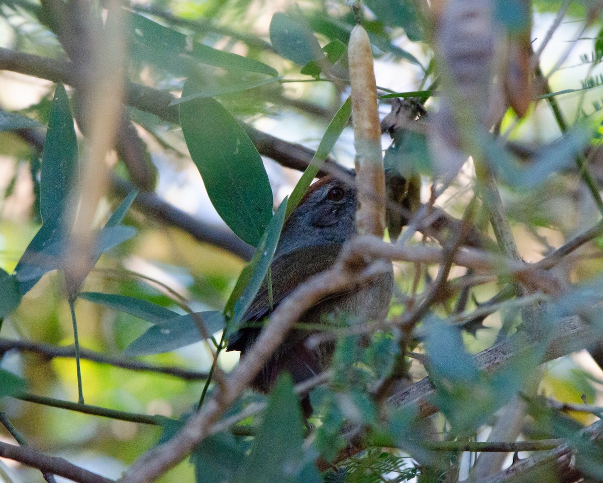 Spix's Spinetail - ML622085309