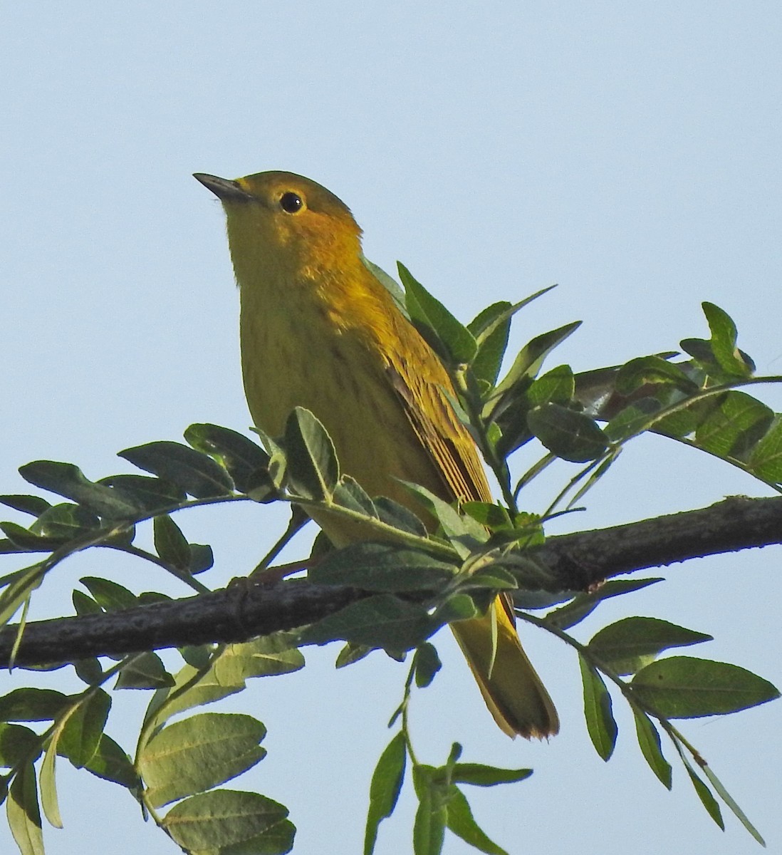 Yellow Warbler - ML622085310