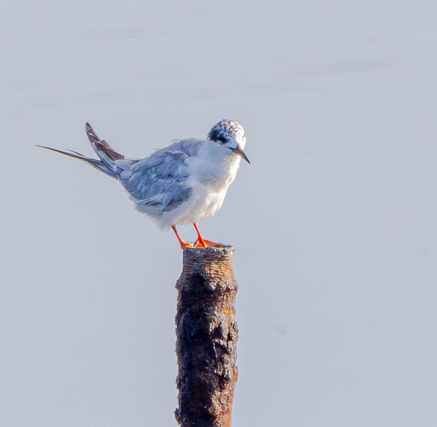 Forster's Tern - ML622085343