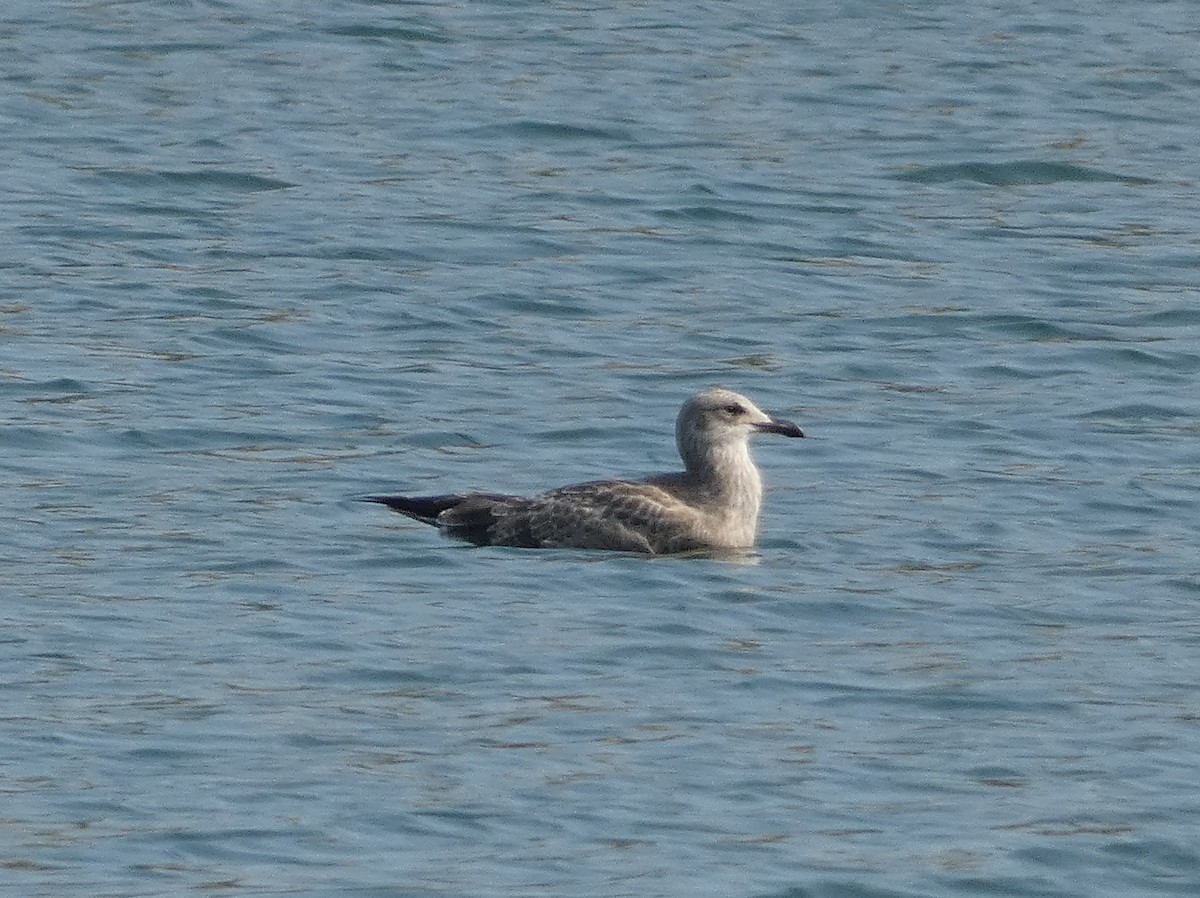 Great Black-backed Gull - ML622085381