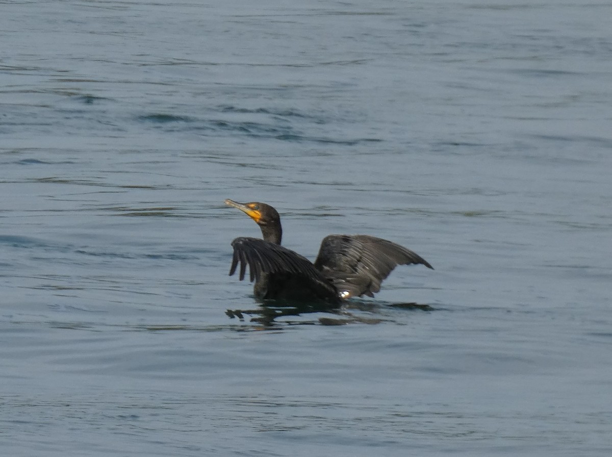 Double-crested Cormorant - ML622085386