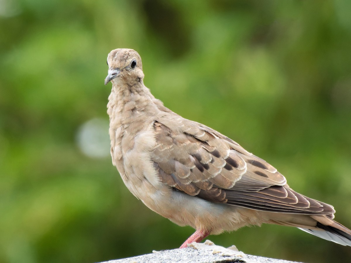 Mourning Dove - ML622085413