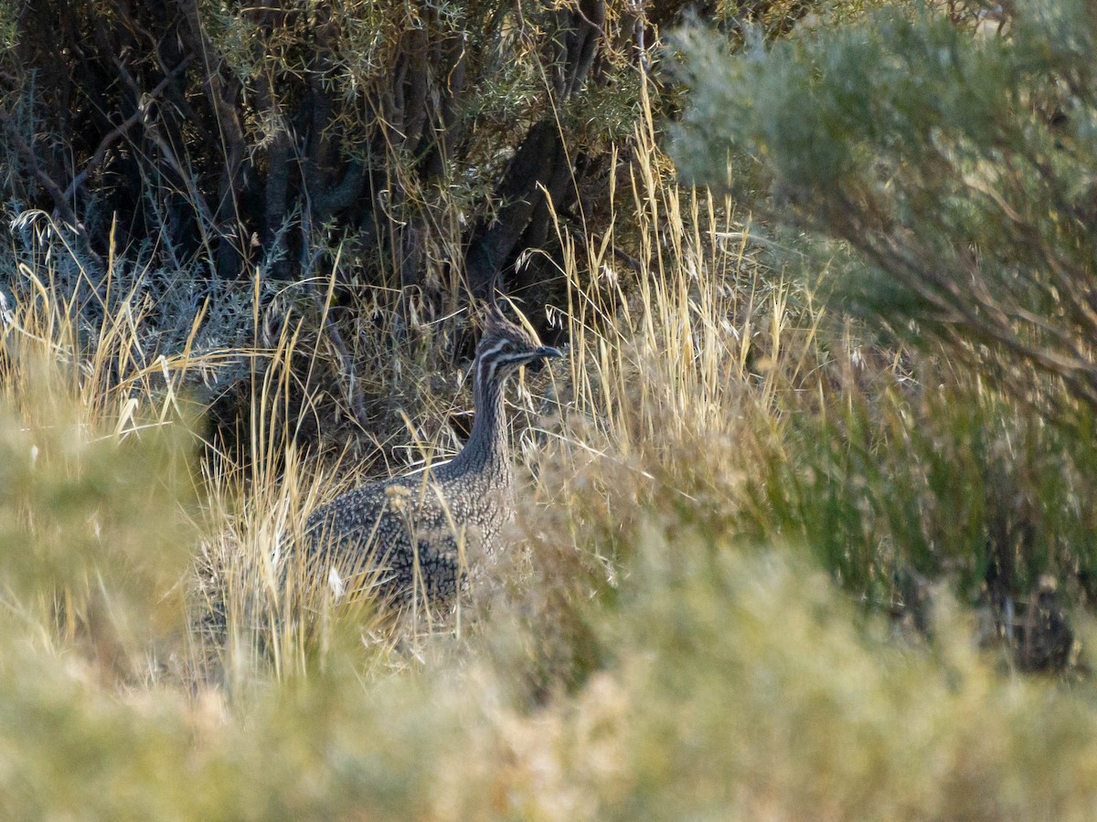 Elegant Crested-Tinamou - ML622085424