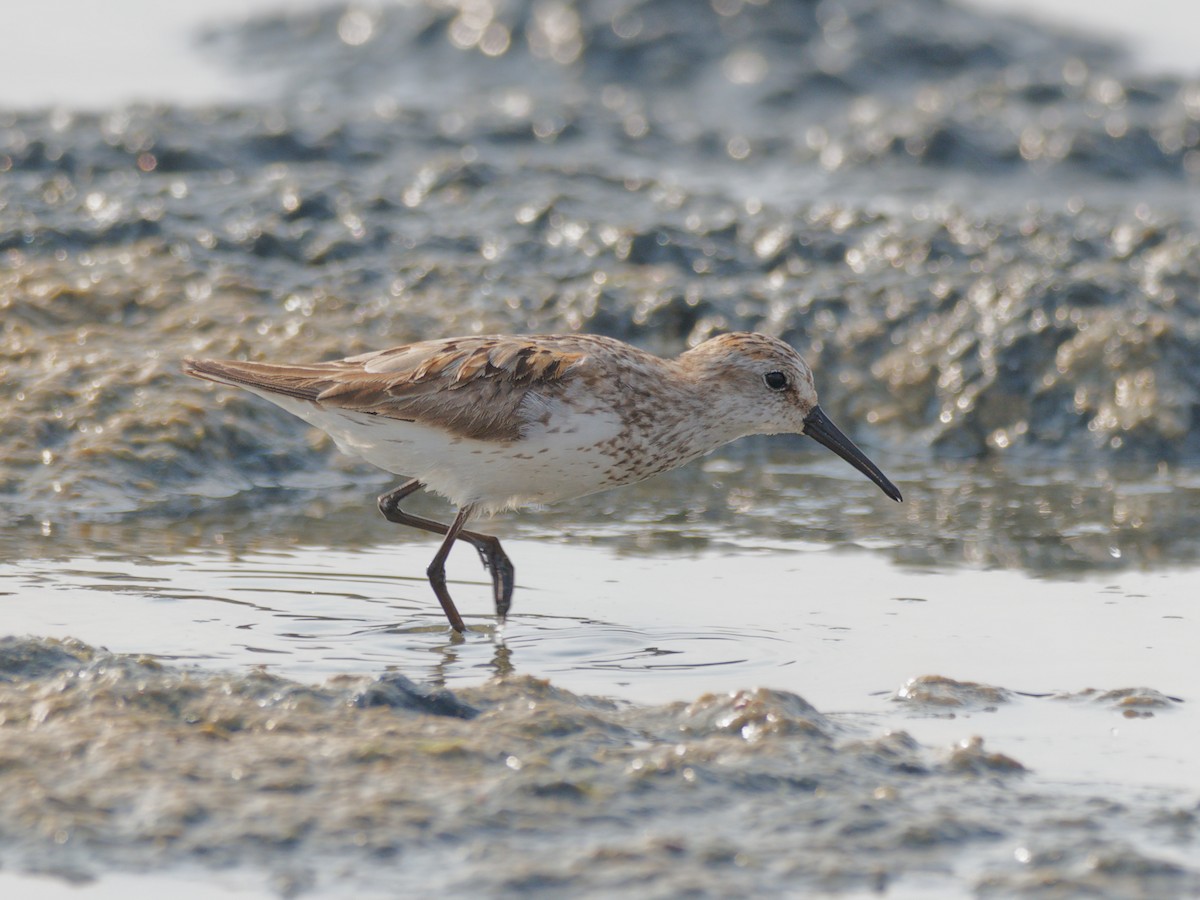 Western Sandpiper - Brian M