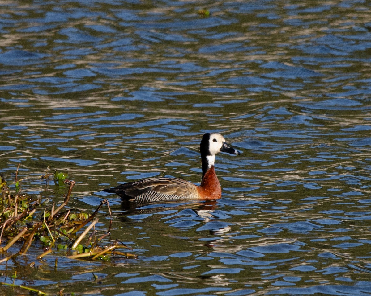 White-faced Whistling-Duck - ML622085447