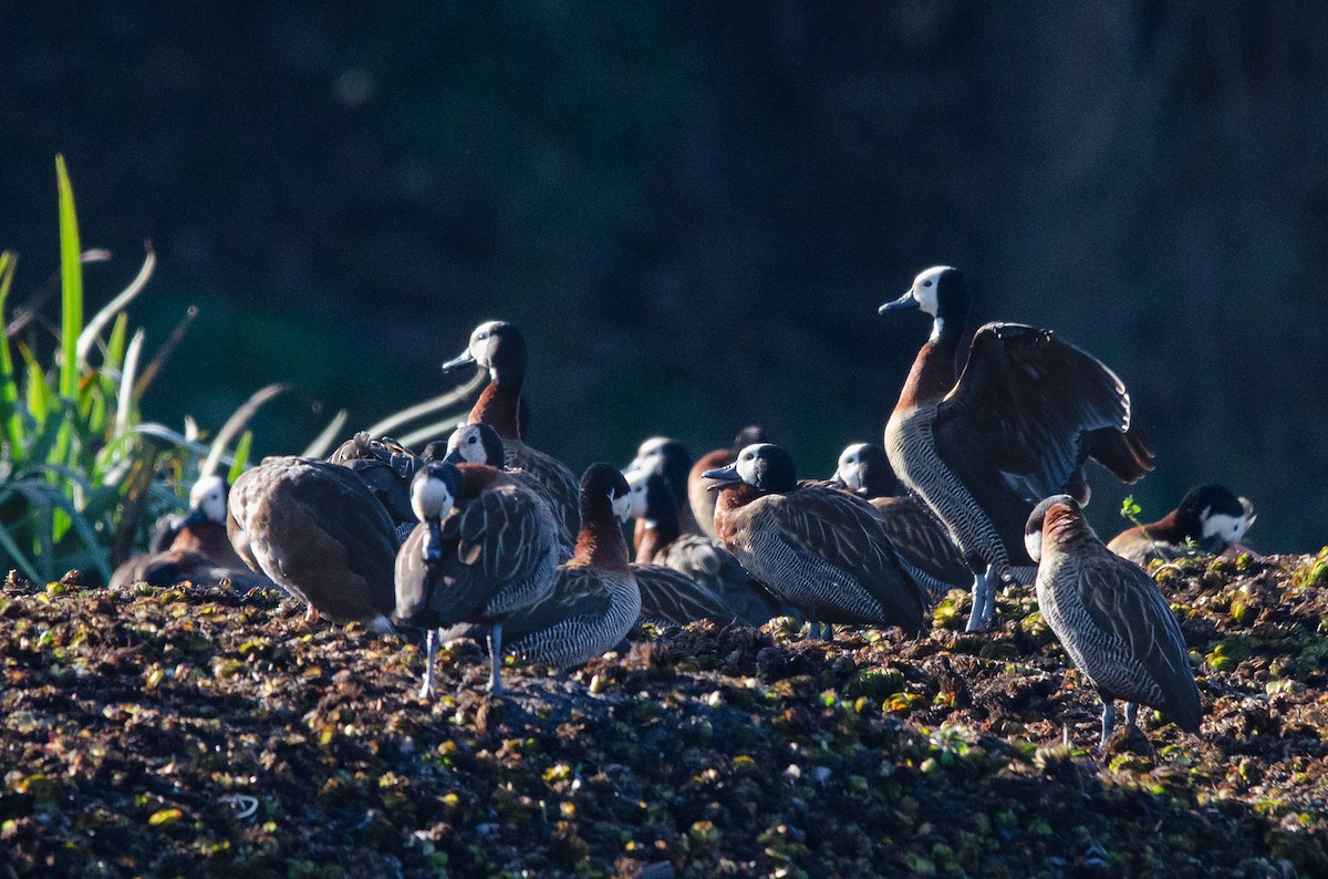 White-faced Whistling-Duck - ML622085448