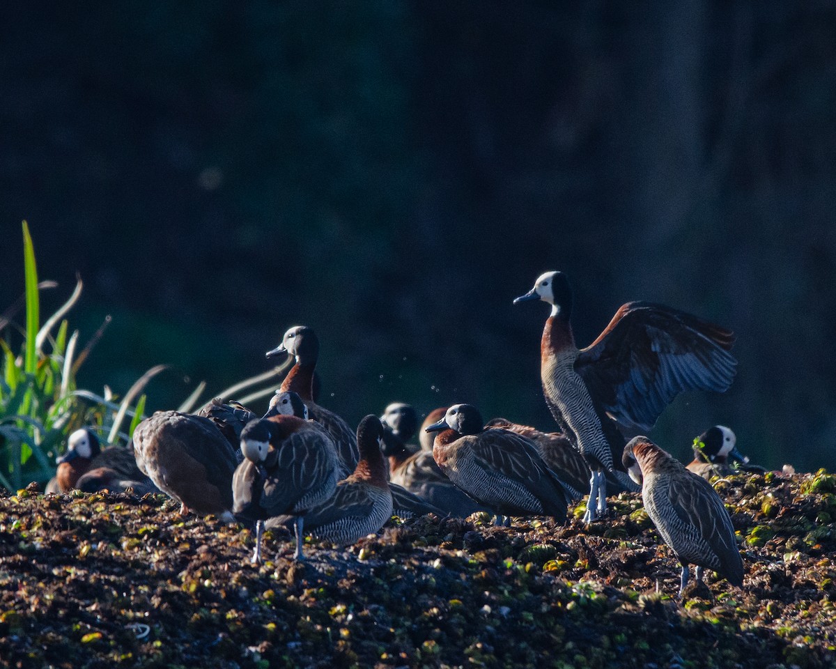 White-faced Whistling-Duck - ML622085449