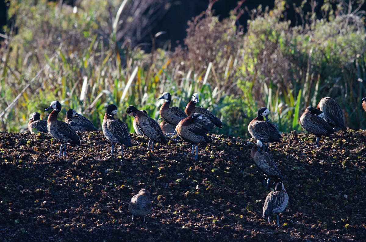 White-faced Whistling-Duck - ML622085450