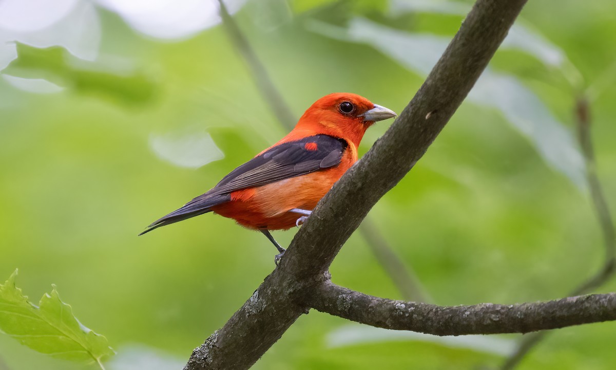 Scarlet Tanager - ML622085470