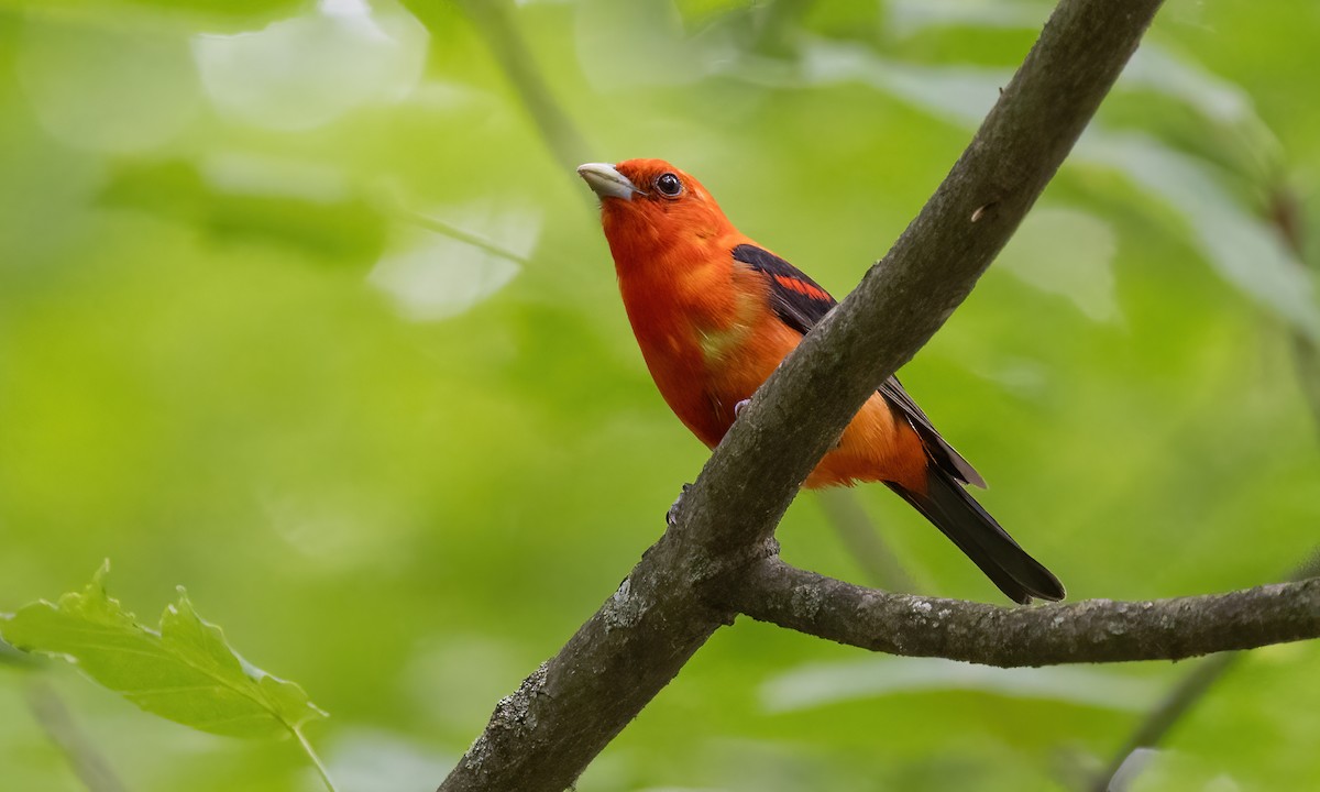 Scarlet Tanager - ML622085472