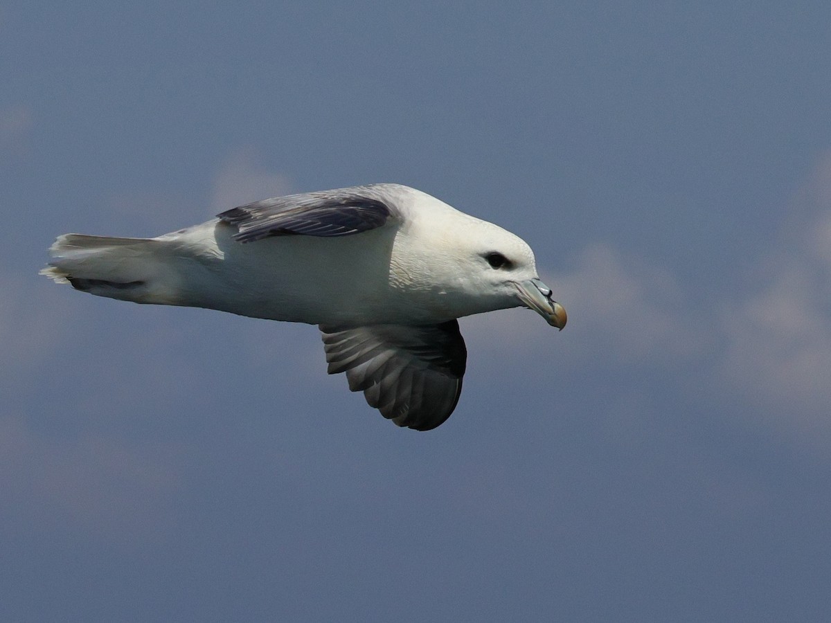 Northern Fulmar - ML622085475