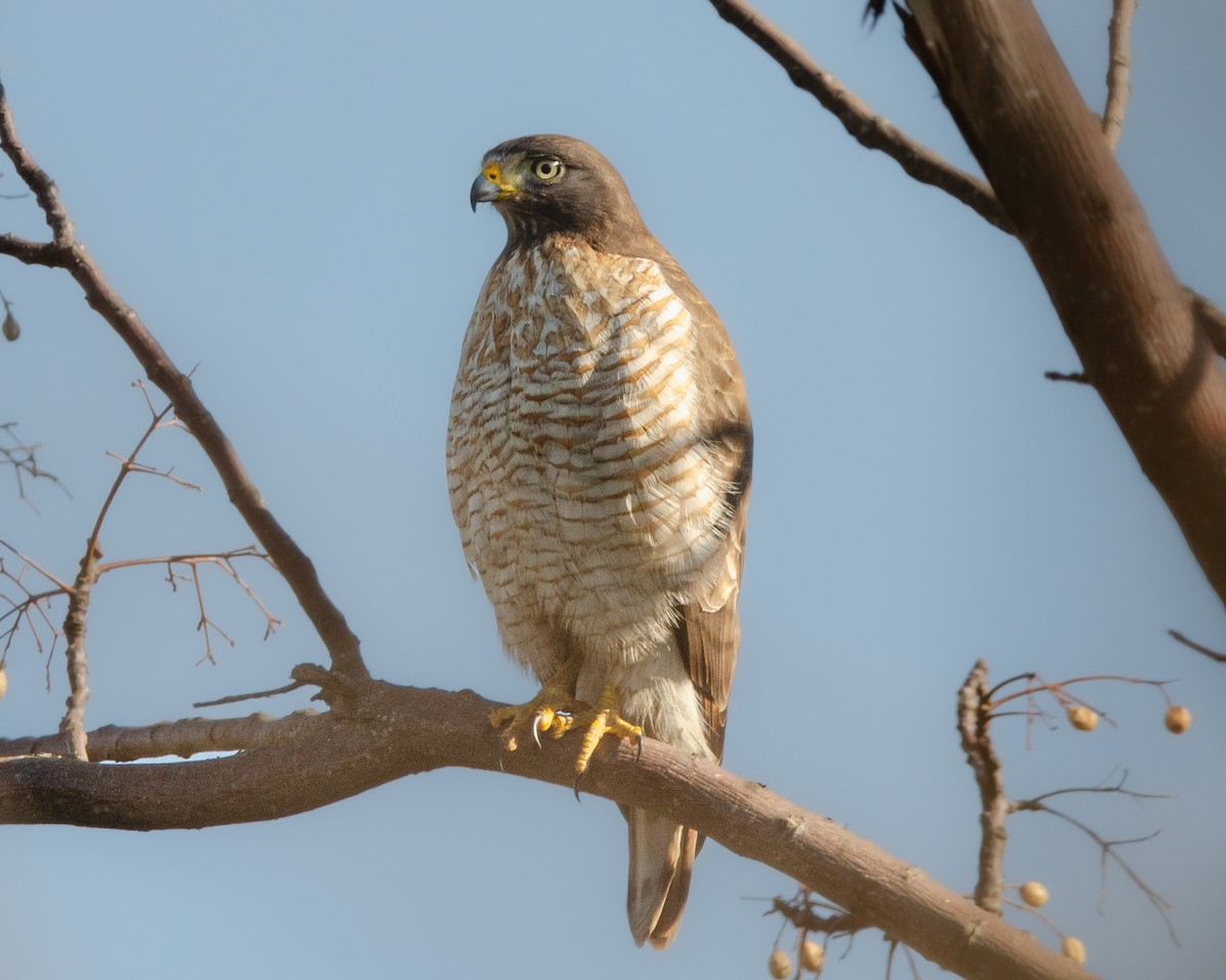 Roadside Hawk - Manuel Pinochet Rojas