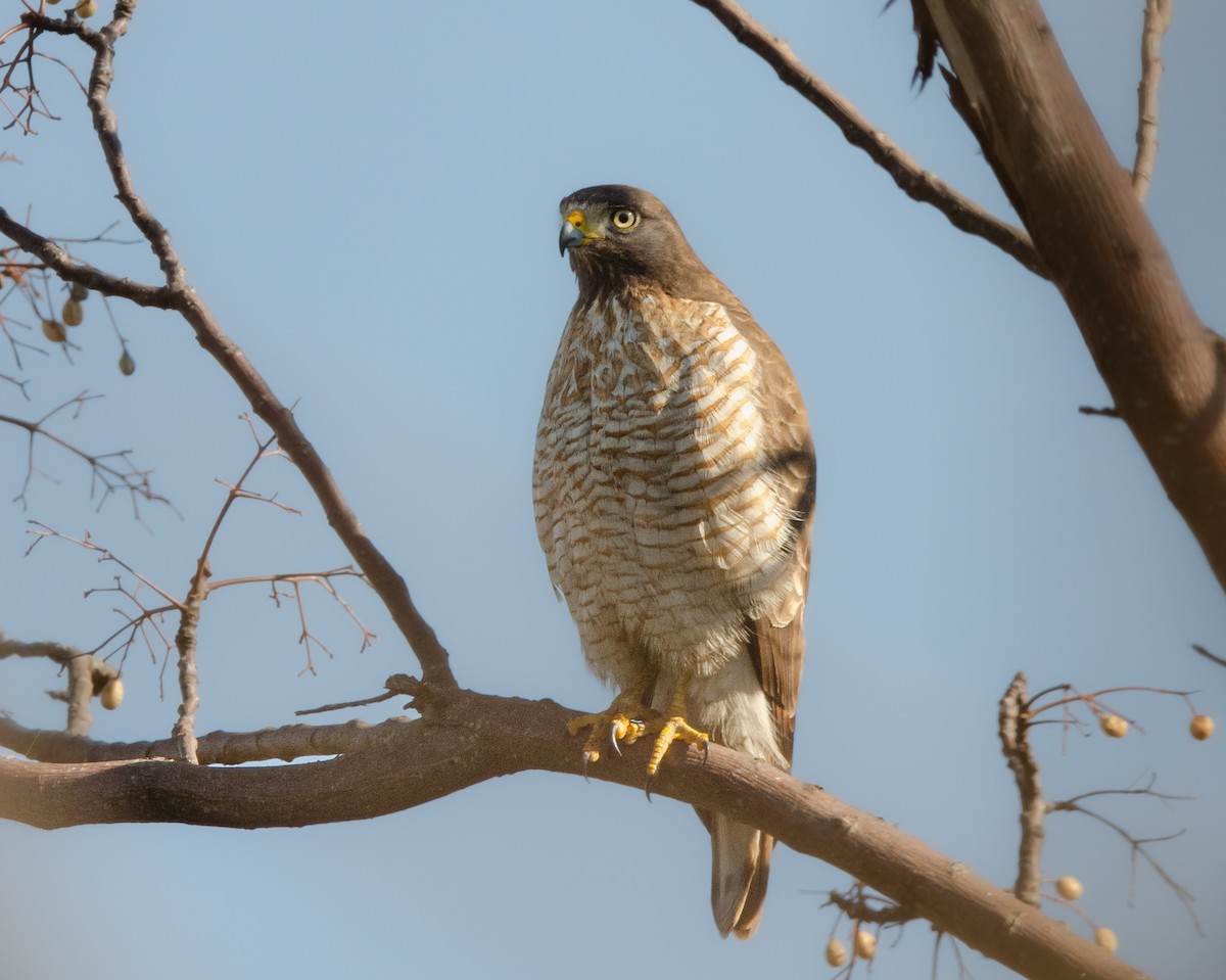 Roadside Hawk - ML622085477