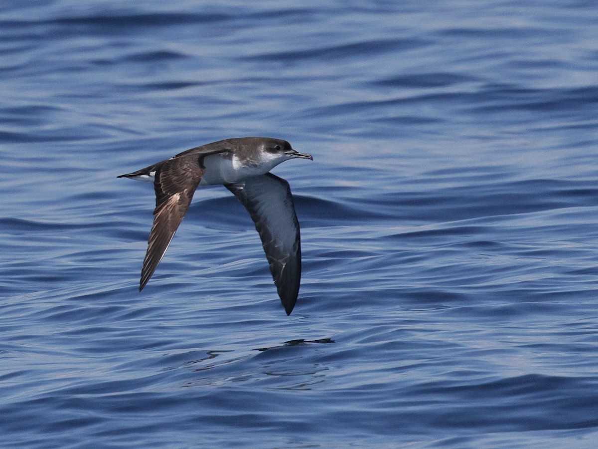 Manx Shearwater - ML622085478