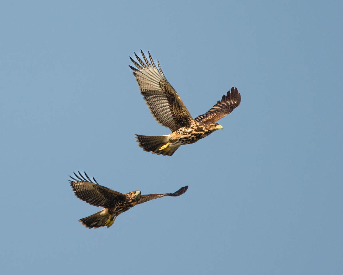 Harris's Hawk (Bay-winged) - ML622085480