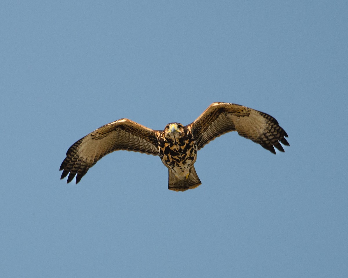 Harris's Hawk (Bay-winged) - ML622085481