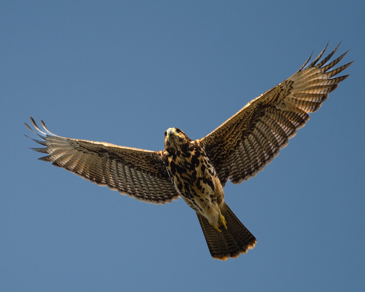 Harris's Hawk (Bay-winged) - ML622085482