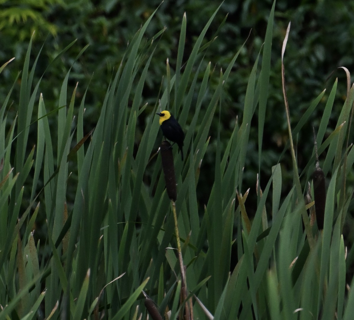 Yellow-hooded Blackbird - ML622085485