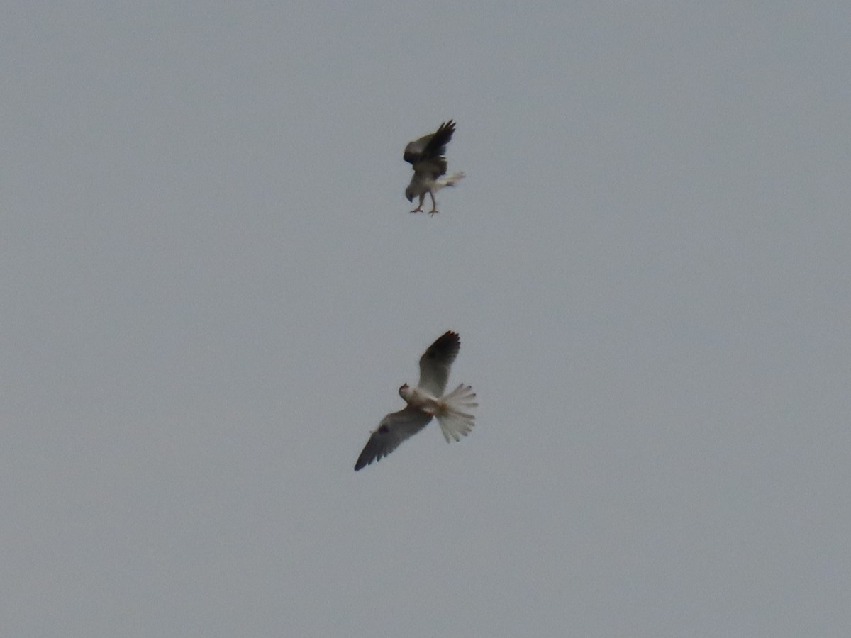 White-tailed Kite - ML622085487