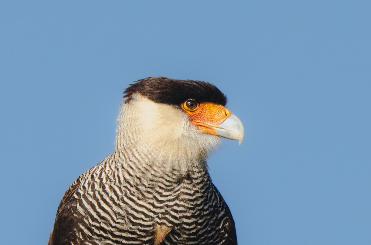 Crested Caracara (Southern) - ML622085488