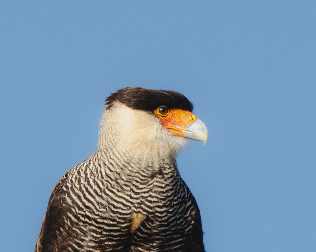 Crested Caracara (Southern) - ML622085489