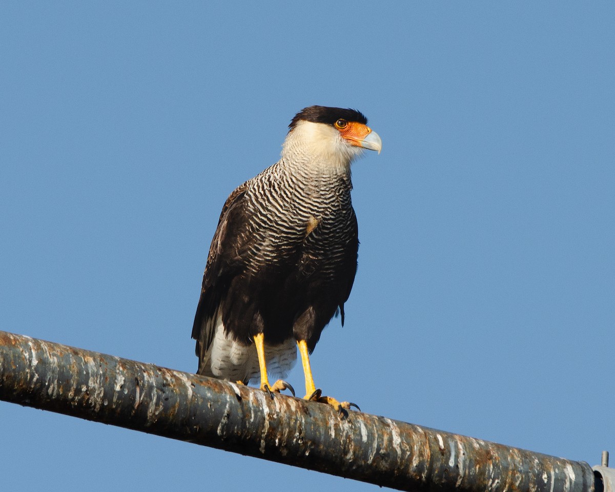 Crested Caracara (Southern) - ML622085490
