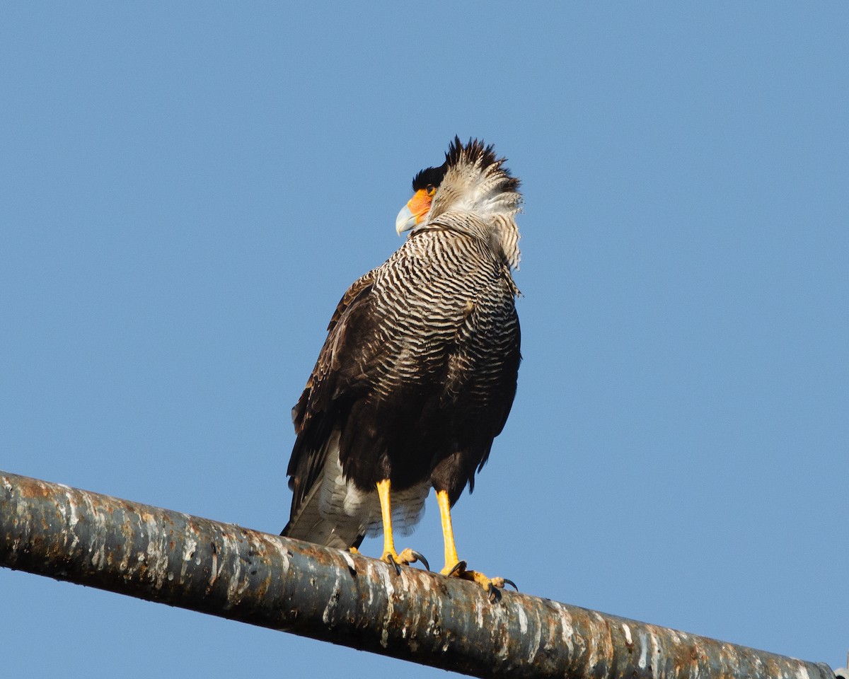 Crested Caracara (Southern) - ML622085491