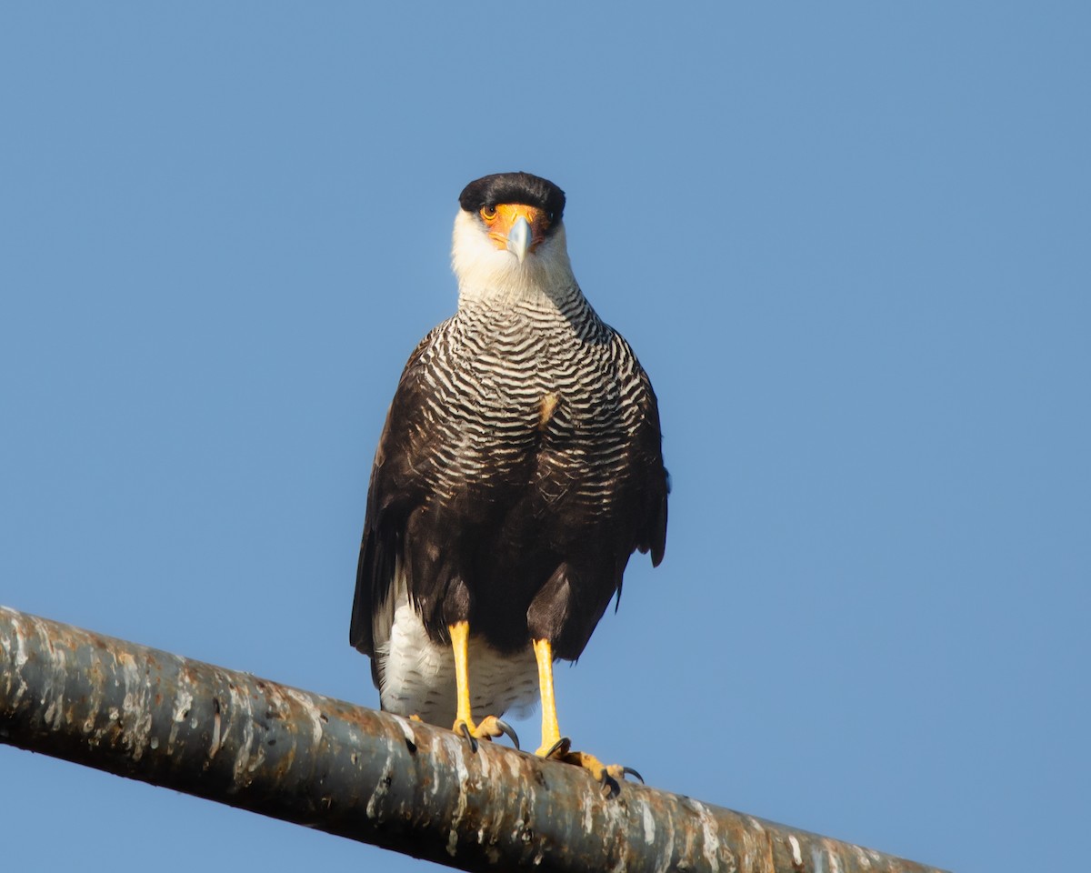 Crested Caracara (Southern) - ML622085492