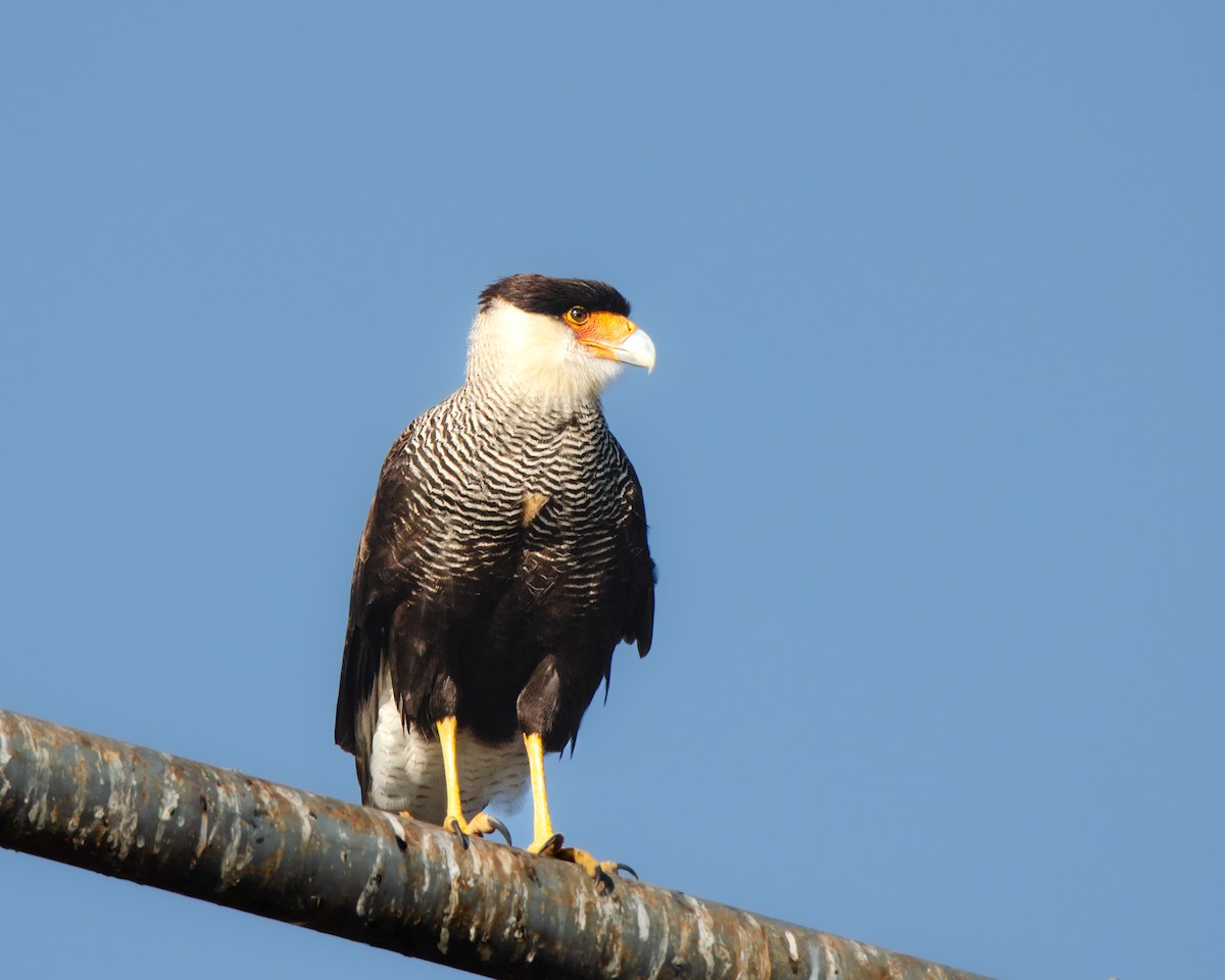 Crested Caracara (Southern) - ML622085493