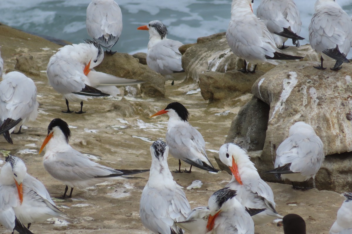 Elegant Tern - ML622085494