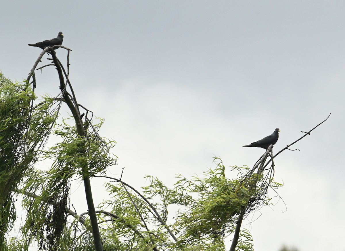 Band-tailed Pigeon - ML622085497