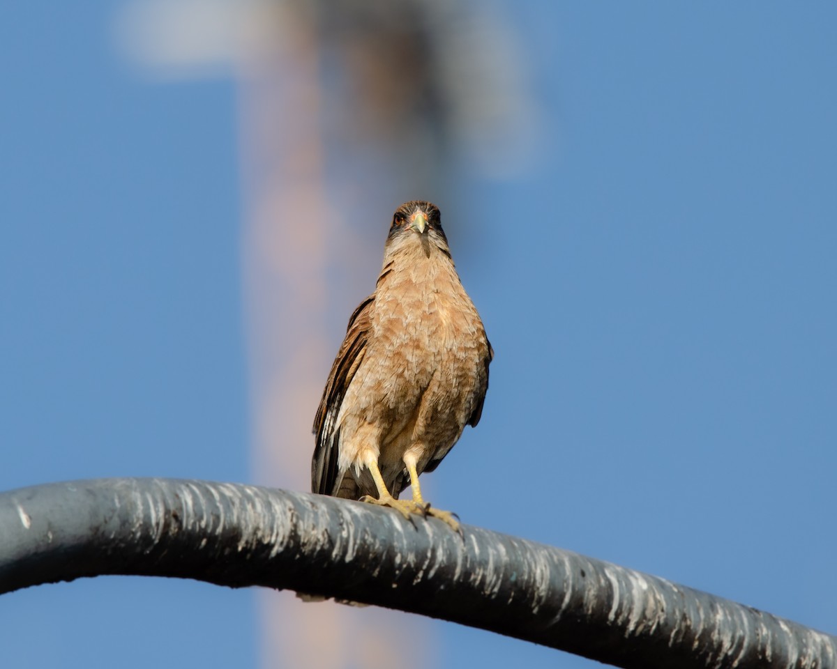 Chimango Caracara - ML622085499