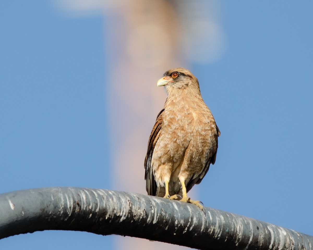 Chimango Caracara - ML622085500