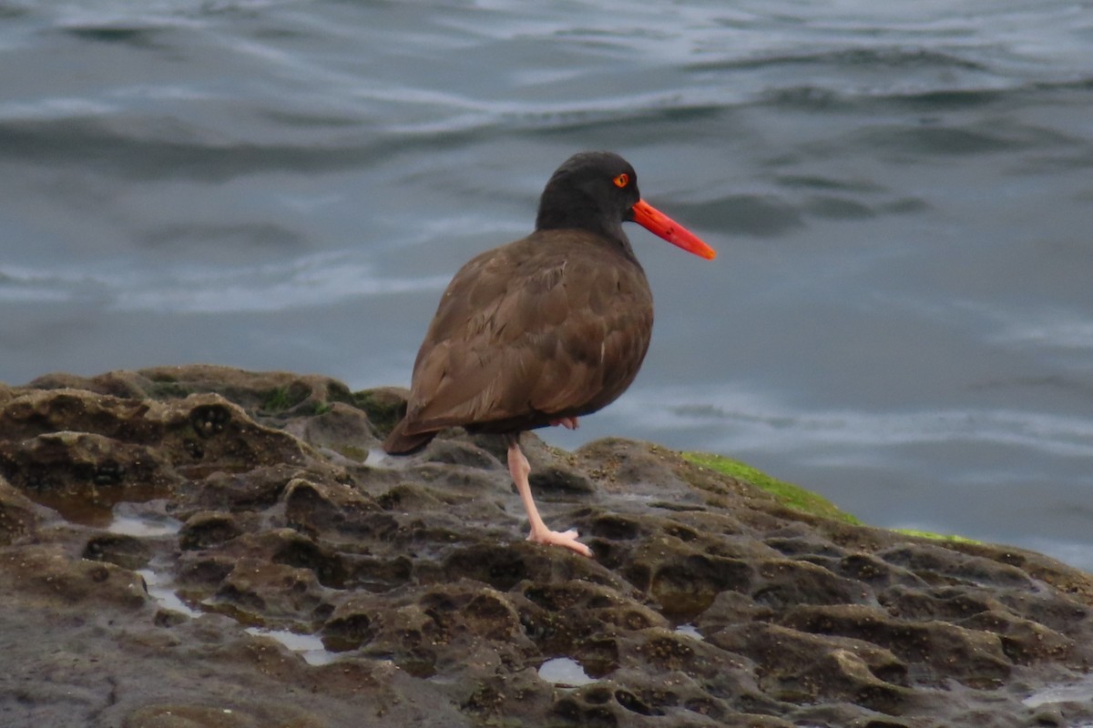 Black Oystercatcher - ML622085504