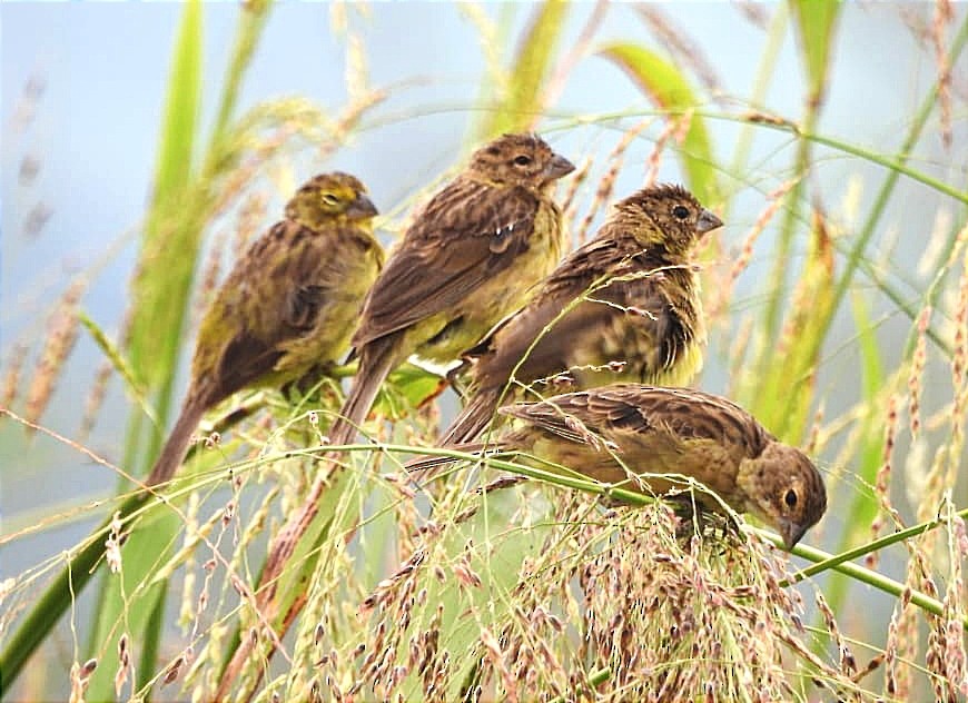 Grassland Yellow-Finch - ML622085543