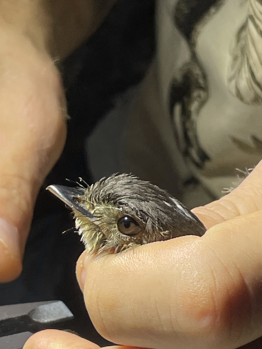 White-crested Spadebill - ML622085549