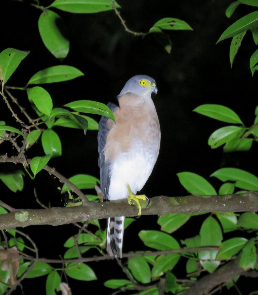 Vinous-breasted Sparrowhawk - ML622085551