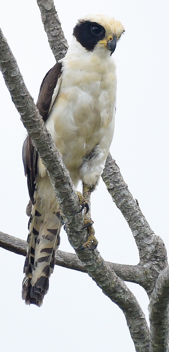 Laughing Falcon - ML622085556