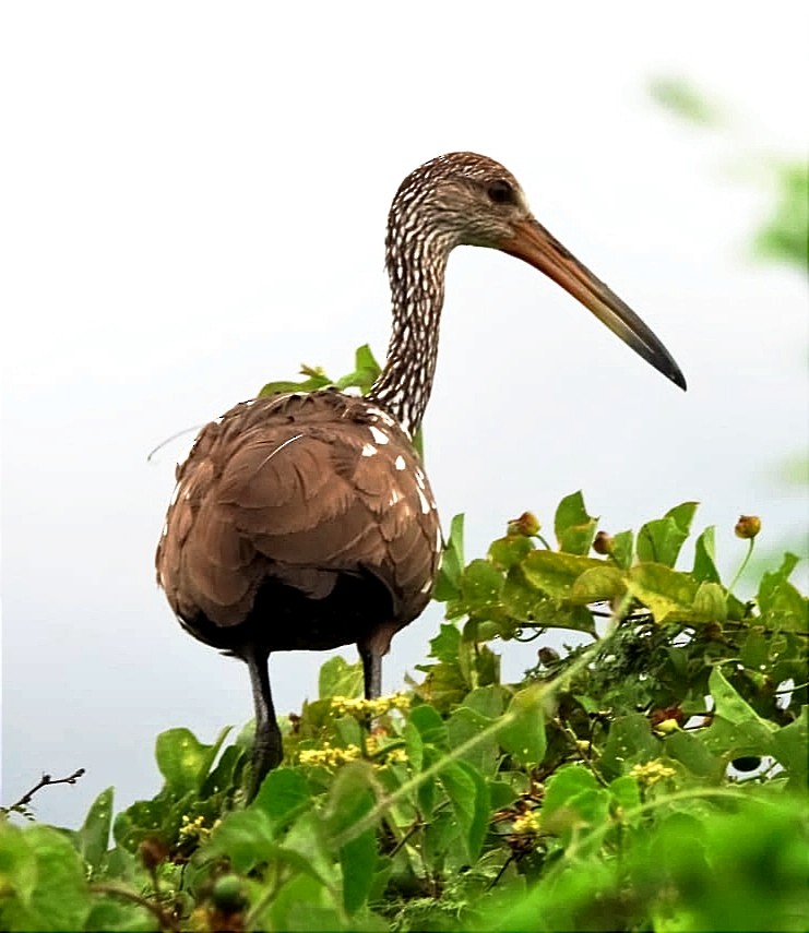 Limpkin - ML622085578