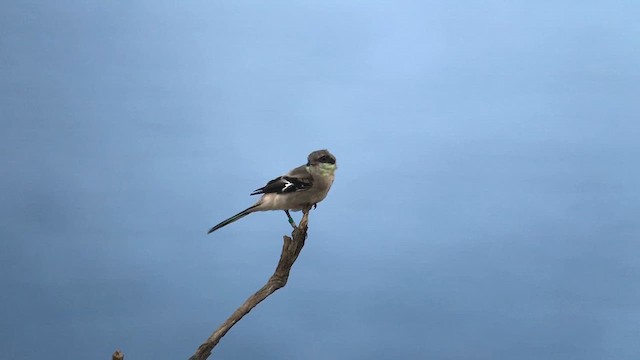 Loggerhead Shrike - ML622085580