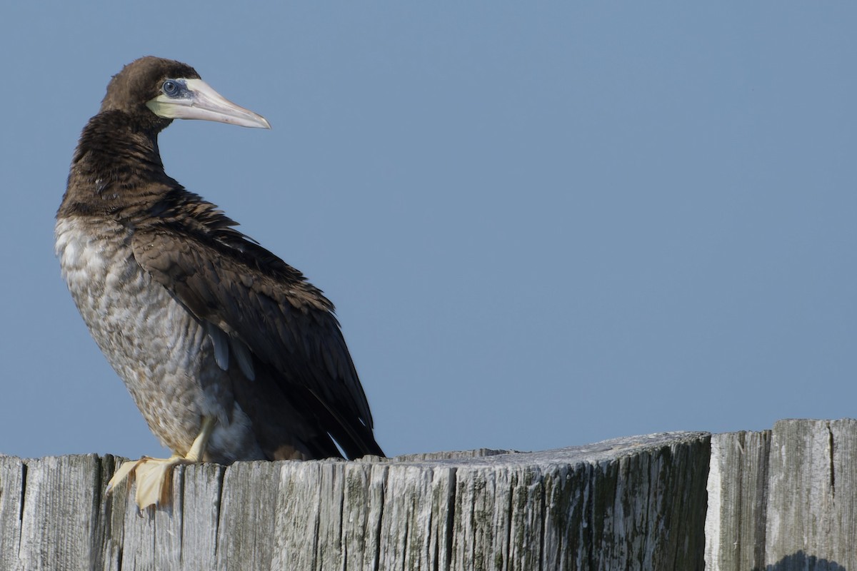 Brown Booby - ML622085587