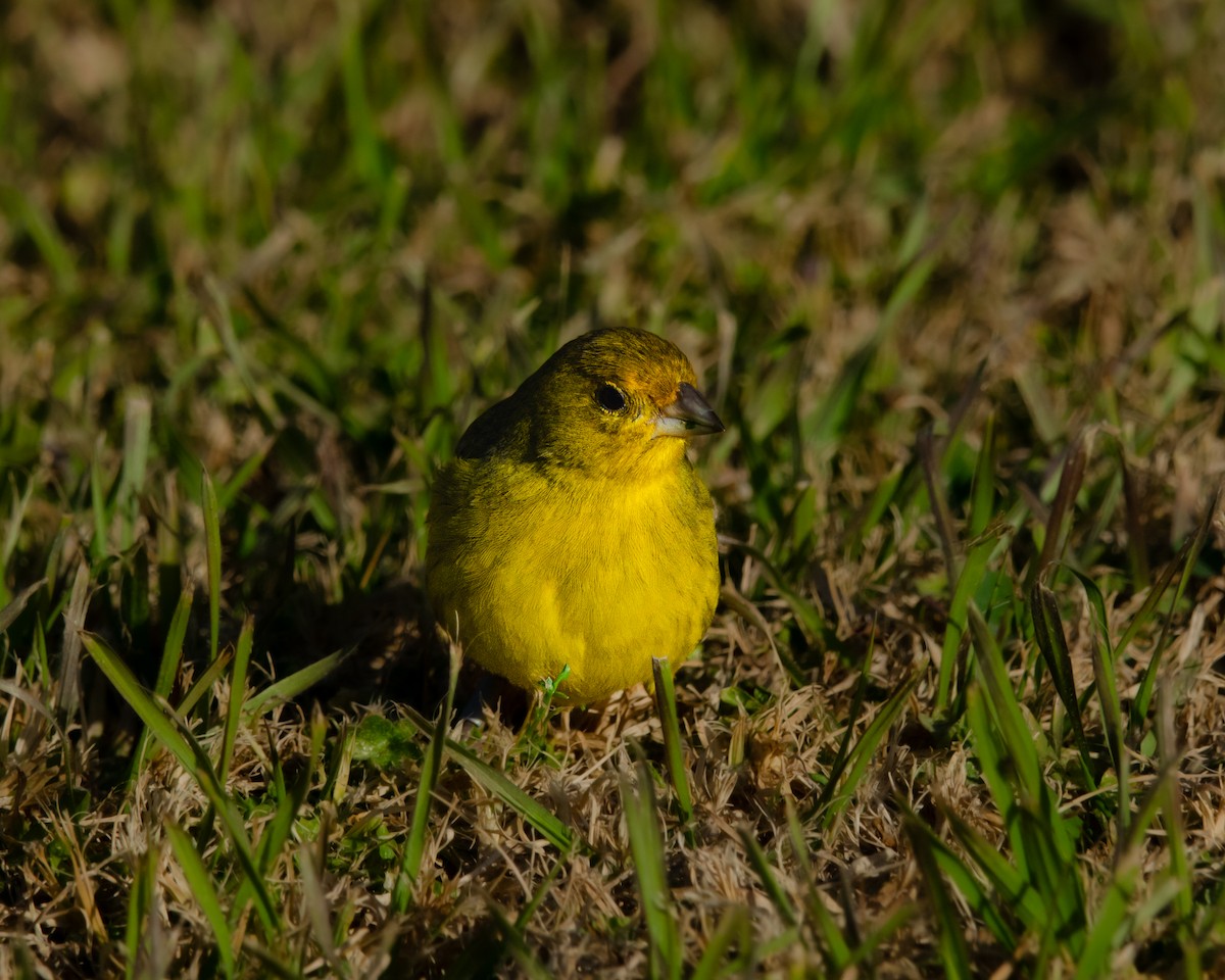 Saffron Finch - ML622085603