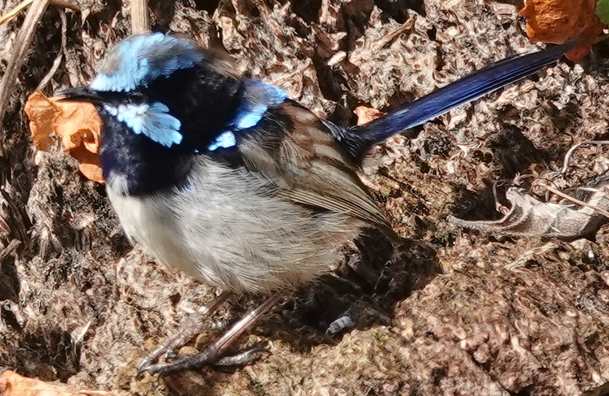 Superb Fairywren - Alan Coates