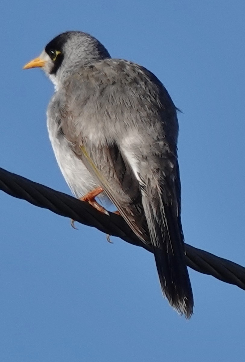 Weißstirn-Schwatzvogel - ML622085641