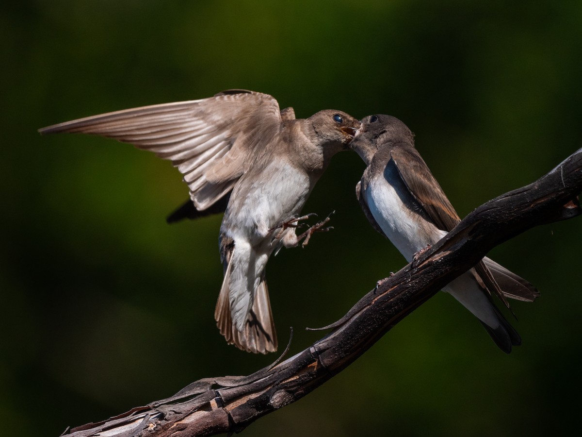 Golondrina Aserrada - ML622085644