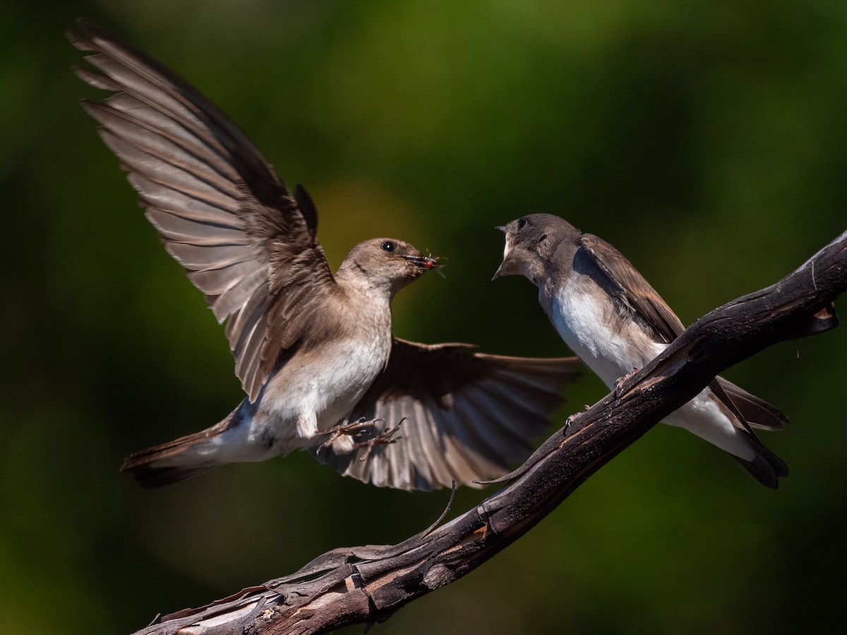 Golondrina Aserrada - ML622085645