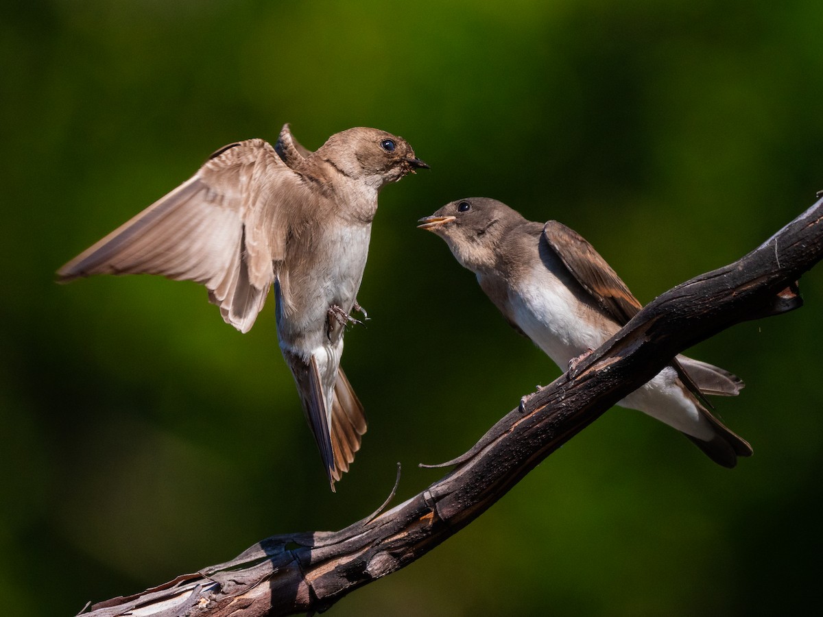 Golondrina Aserrada - ML622085646