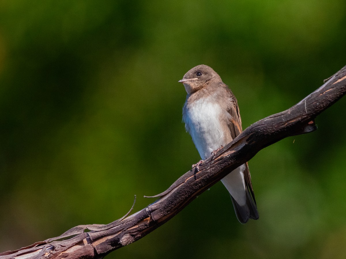 Golondrina Aserrada - ML622085647